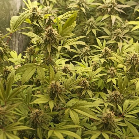Banana Blaze growlog timeline photo