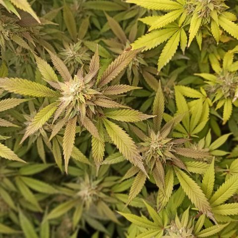 Banana Blaze growlog timeline photo