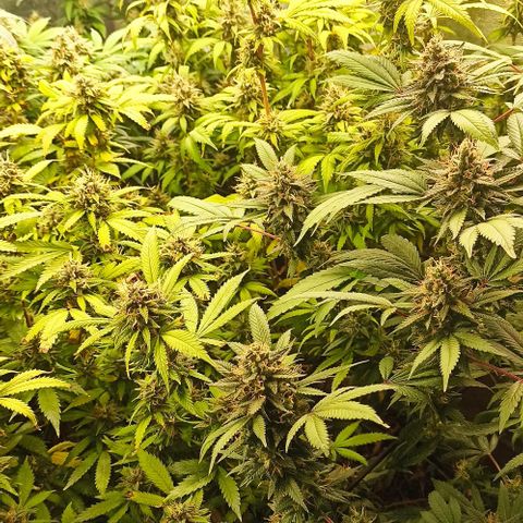 Banana Blaze growlog timeline photo