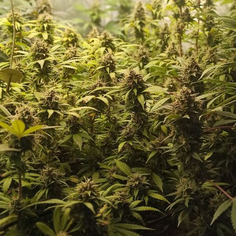 Banana Blaze growlog timeline photo
