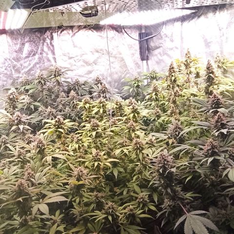 Banana Blaze growlog timeline photo