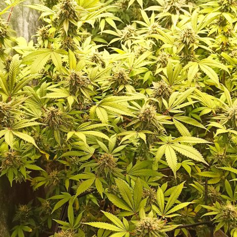 Banana Blaze growlog timeline photo