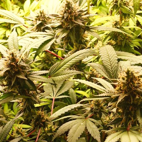 Banana Blaze growlog timeline photo