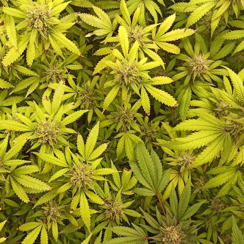 Banana Blaze growlog timeline photo