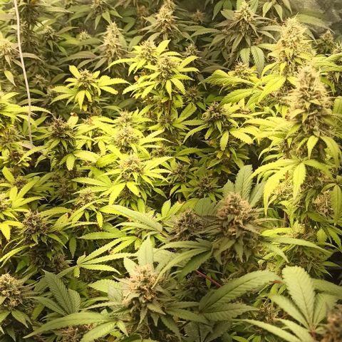 Banana Blaze growlog timeline photo