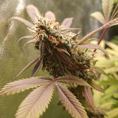 Banana Blaze growlog timeline photo