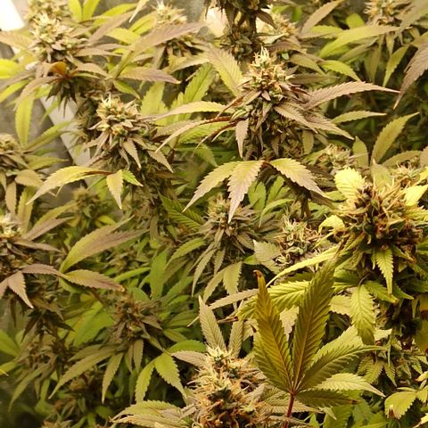 Banana Blaze growlog timeline photo