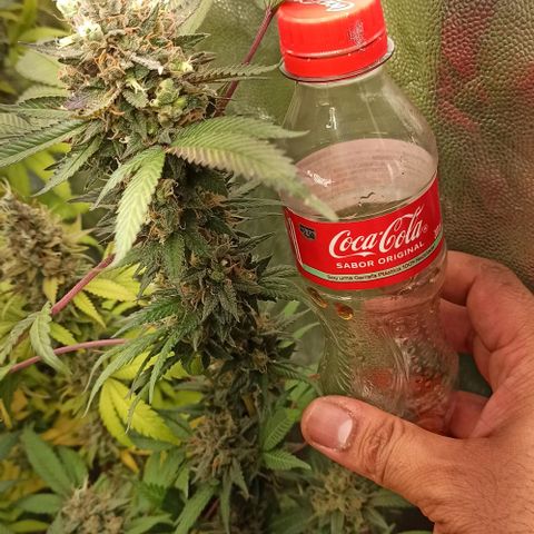 Banana Blaze growlog timeline photo