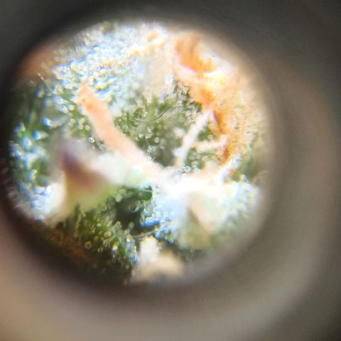 Banana Blaze growlog timeline photo
