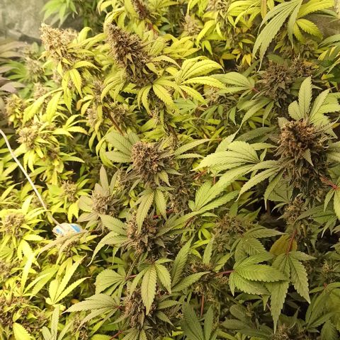 Banana Blaze growlog timeline photo