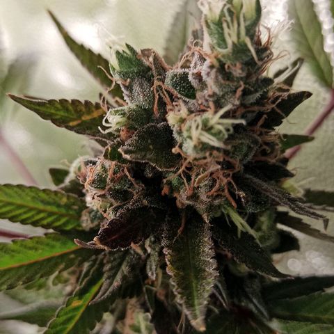 Banana Blaze growlog timeline photo