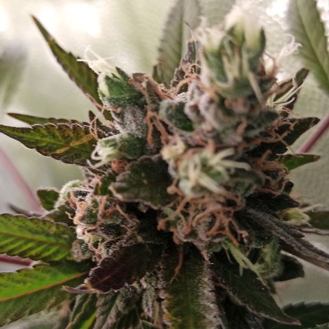 Banana Blaze growlog timeline photo