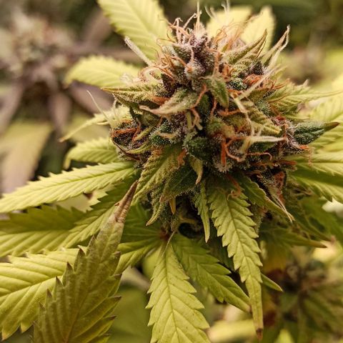Banana Blaze growlog timeline photo