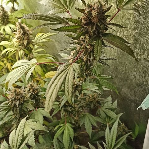 Banana Blaze growlog timeline photo