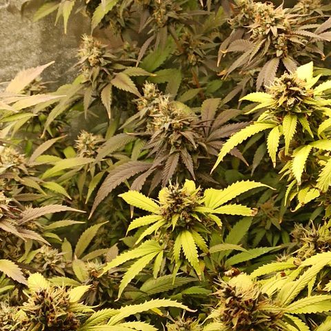 Banana Blaze growlog timeline photo