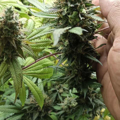 Banana Blaze growlog timeline photo