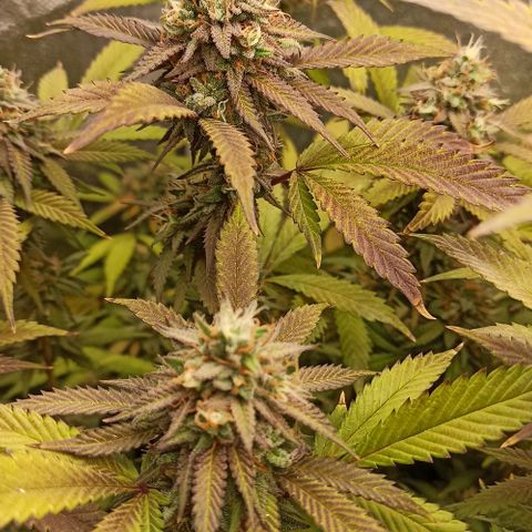 Banana Blaze growlog timeline photo