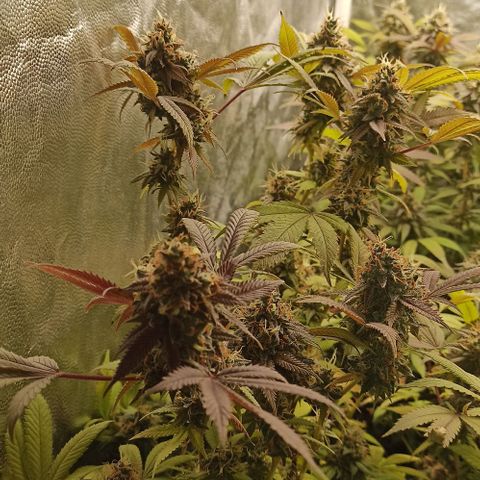 Banana Blaze growlog timeline photo