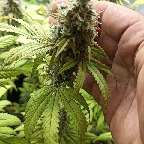 Banana Blaze growlog timeline photo