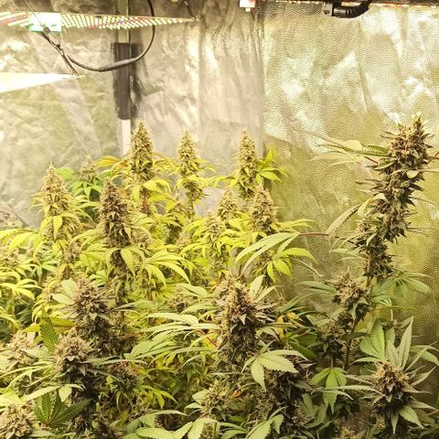 Banana Blaze growlog timeline photo