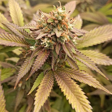 Banana Blaze growlog timeline photo