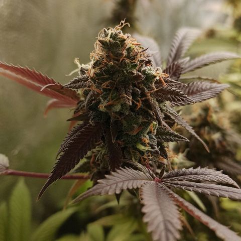 Banana Blaze growlog timeline photo