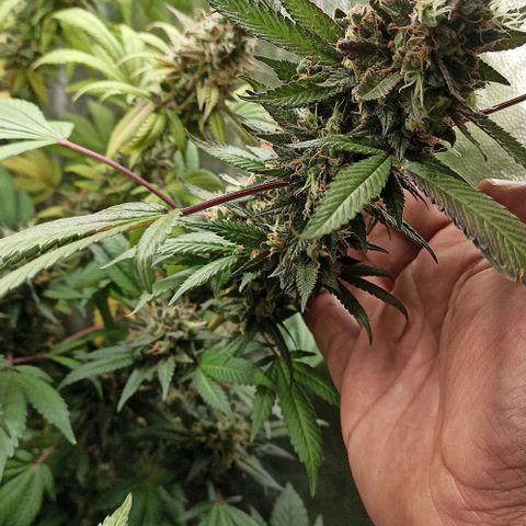 Banana Blaze growlog timeline photo