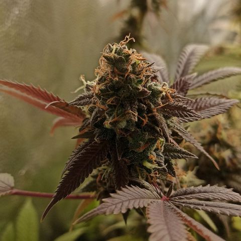Banana Blaze growlog timeline photo