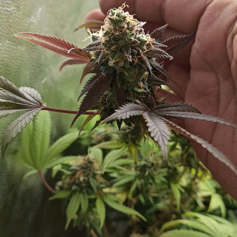 Banana Blaze growlog timeline photo