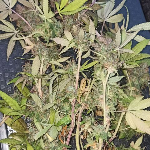 Lemon Merengue growlog timeline photo
