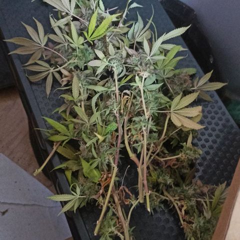 Lemon Merengue growlog timeline photo