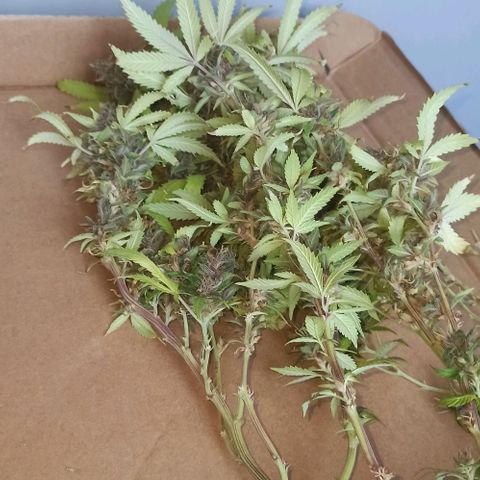 Lemon Merengue growlog timeline photo