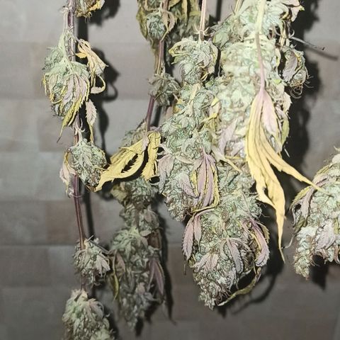 Banana Blaze growlog timeline photo