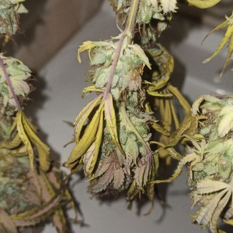 Banana Blaze growlog timeline photo