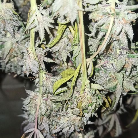 Banana Blaze growlog timeline photo