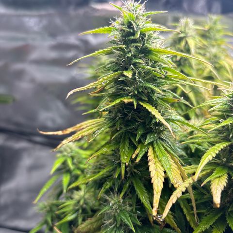Amniesa Haze Auto.    (Barney’s) growlog timeline photo