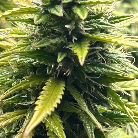 Amniesa Haze Auto.    (Barney’s) growlog timeline photo