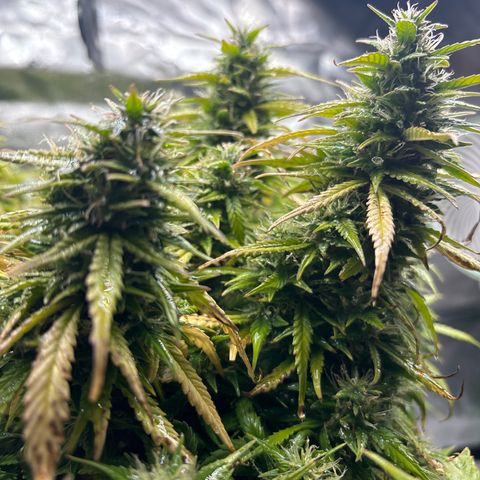 Amniesa Haze Auto.    (Barney’s) growlog timeline photo