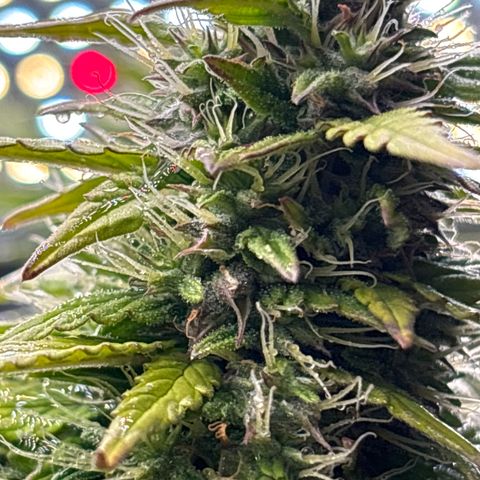 Amniesa Haze Auto.    (Barney’s) growlog timeline photo