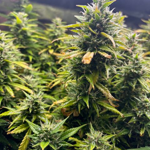 Amniesa Haze Auto.    (Barney’s) growlog timeline photo