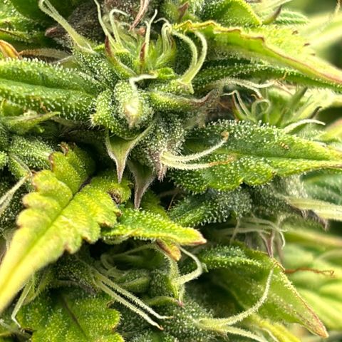 Amniesa Haze Auto.    (Barney’s) growlog timeline photo