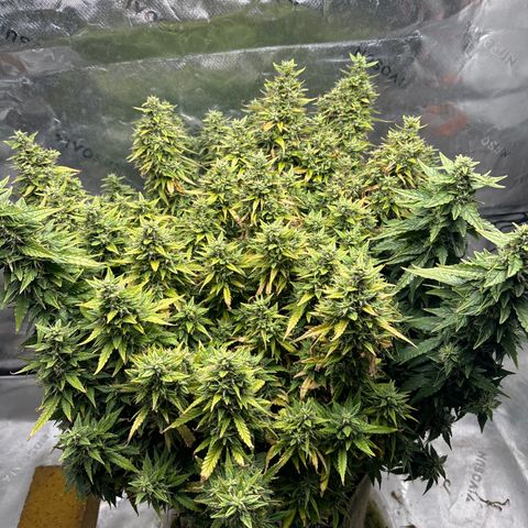 Amniesa Haze Auto.    (Barney’s) growlog timeline photo