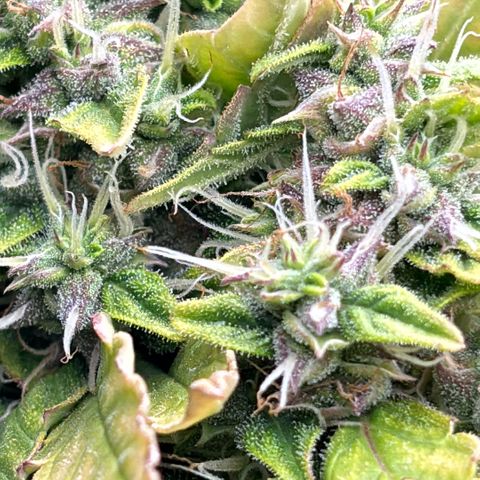 Amniesa Haze Auto.    (Barney’s) growlog timeline photo
