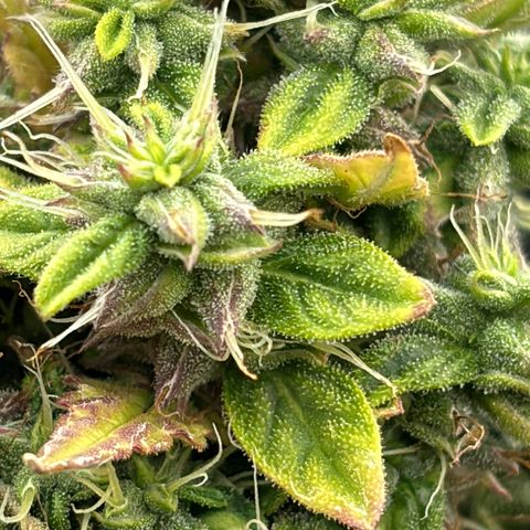 Amniesa Haze Auto.    (Barney’s) growlog timeline photo