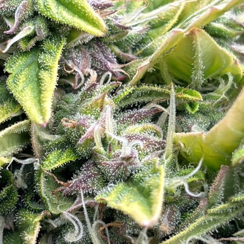 Amniesa Haze Auto.    (Barney’s) growlog timeline photo