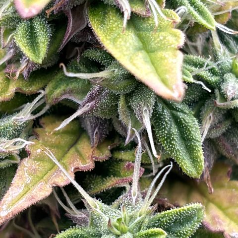 Amniesa Haze Auto.    (Barney’s) growlog timeline photo