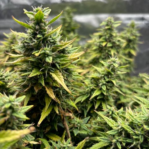 Amniesa Haze Auto.    (Barney’s) growlog timeline photo