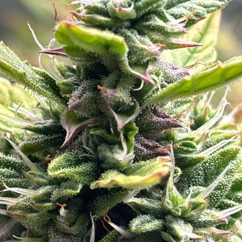 Amniesa Haze Auto.    (Barney’s) growlog timeline photo