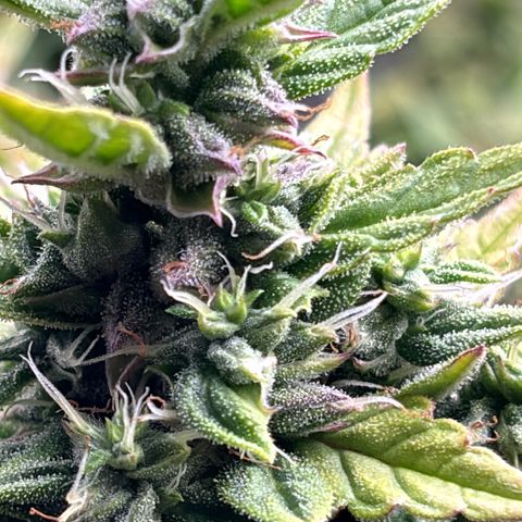 Amniesa Haze Auto.    (Barney’s) growlog timeline photo