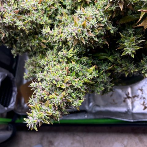 Amniesa Haze Auto.    (Barney’s) growlog timeline photo